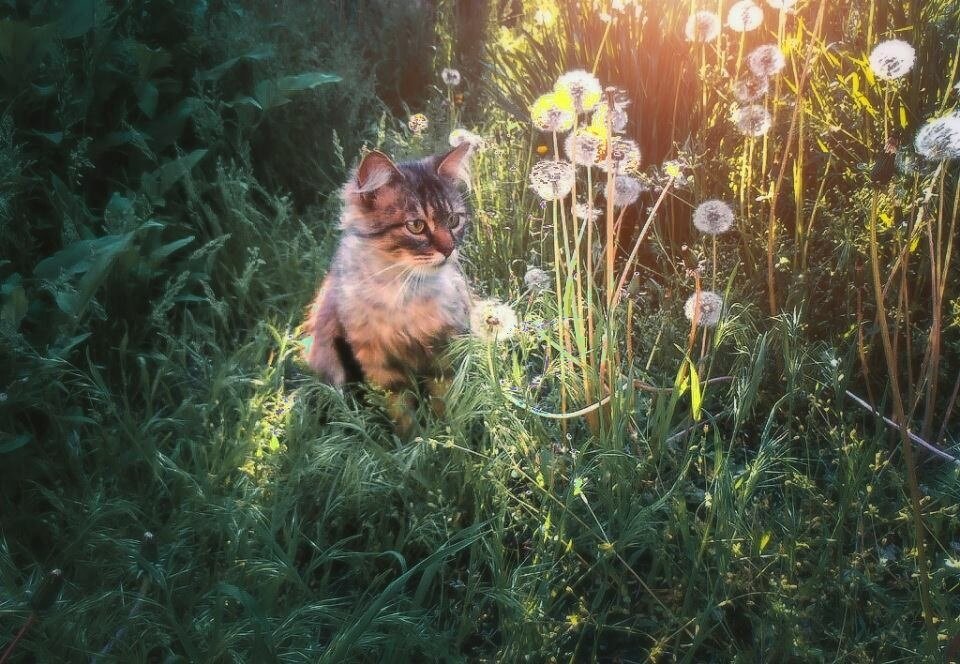 Кот Мура и одуванчики - Наталья 