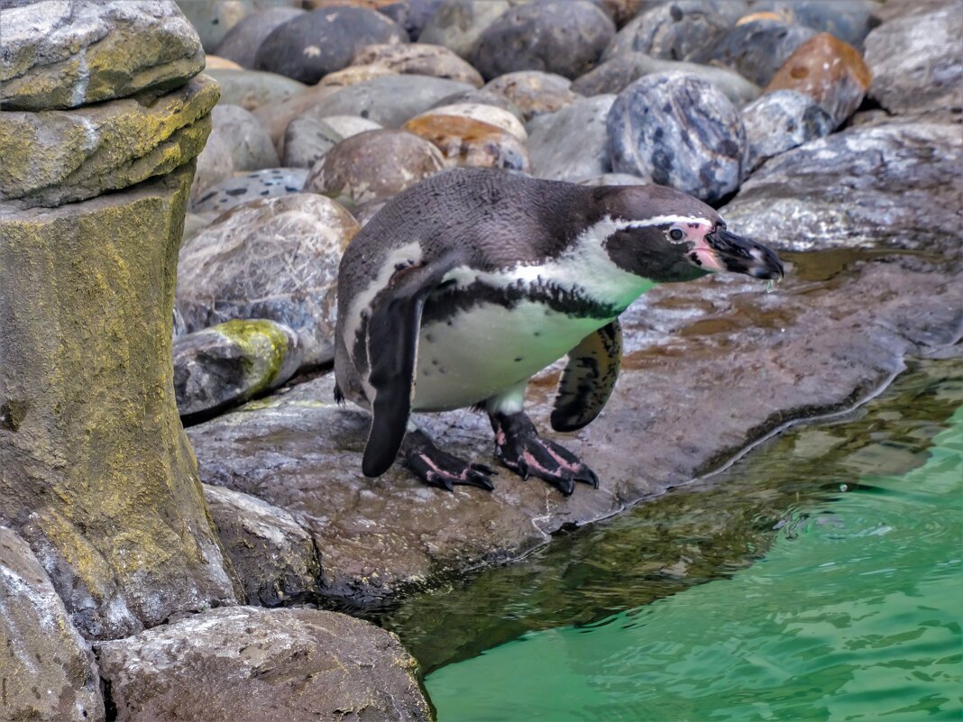пингвин - аркадий 