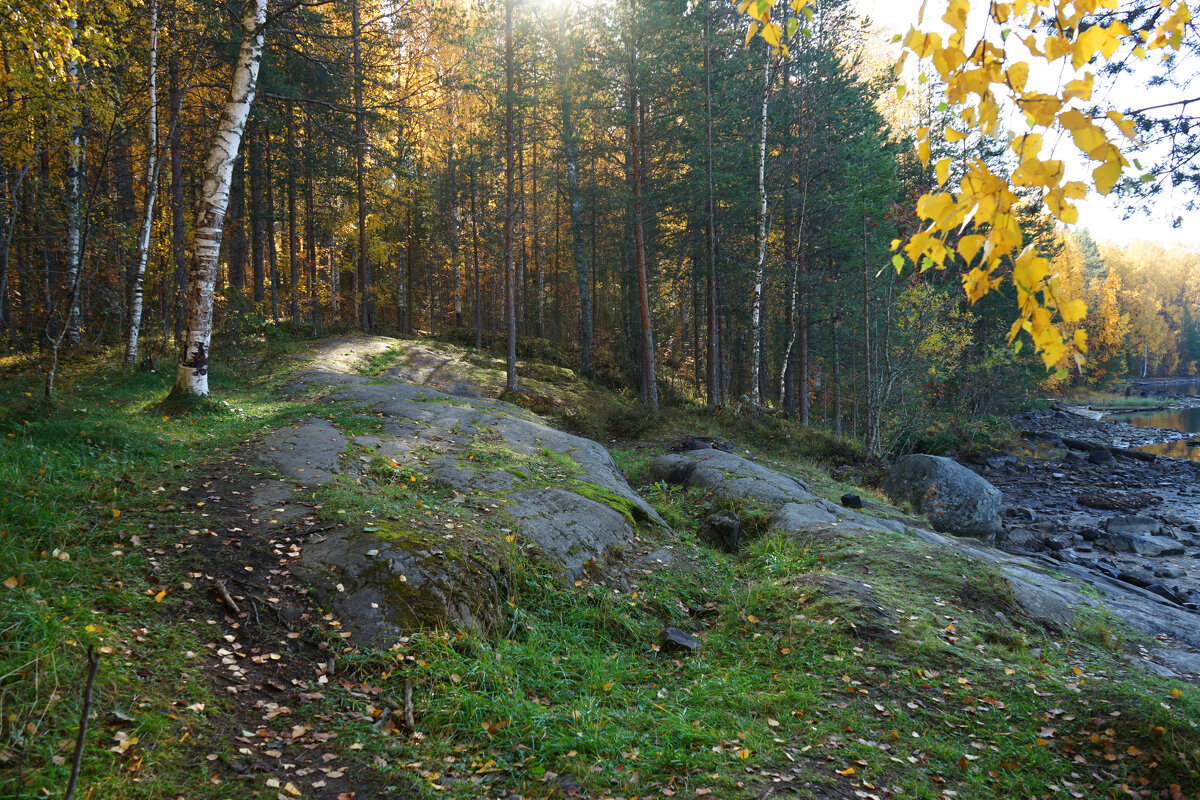 Осень в Карельском лесу - Анастасия Софронова
