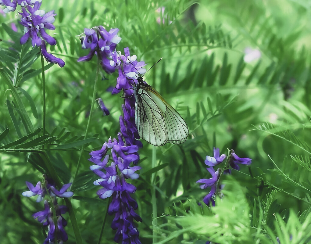 Лето, бабочки, цветы - Сергей Царёв