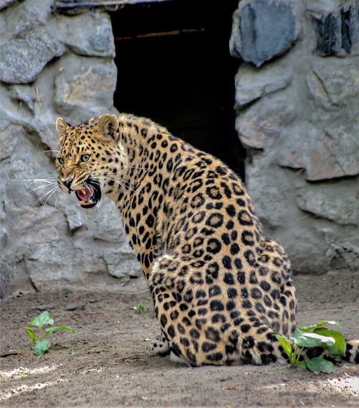 леопард - аркадий 