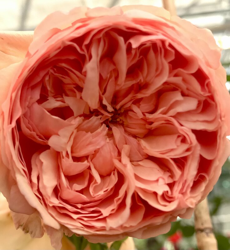 Выставка роз - Pippa 