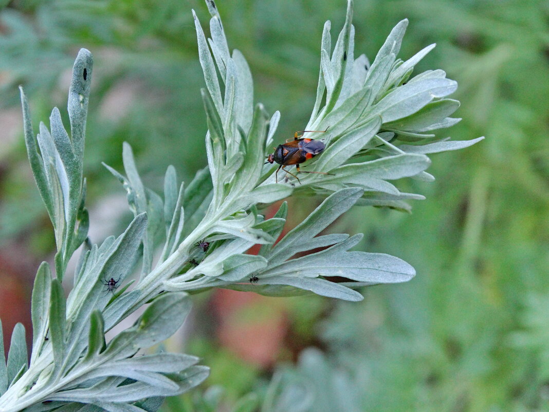 Полин гіркий (Artemisia absinthium).  Клоп самка с виводком . Красный капсид — Deraeocoris ruber - Ivan Vodonos