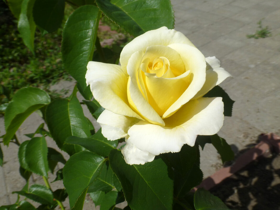 Роза желтая - Наиля 