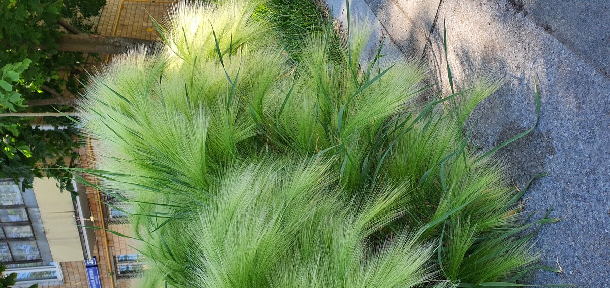 Шёлковая трава - Светлана Ан