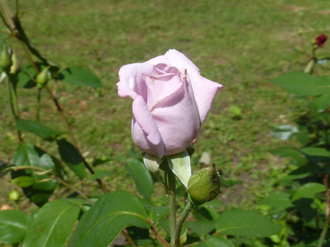Лиловая роза - Наиля 