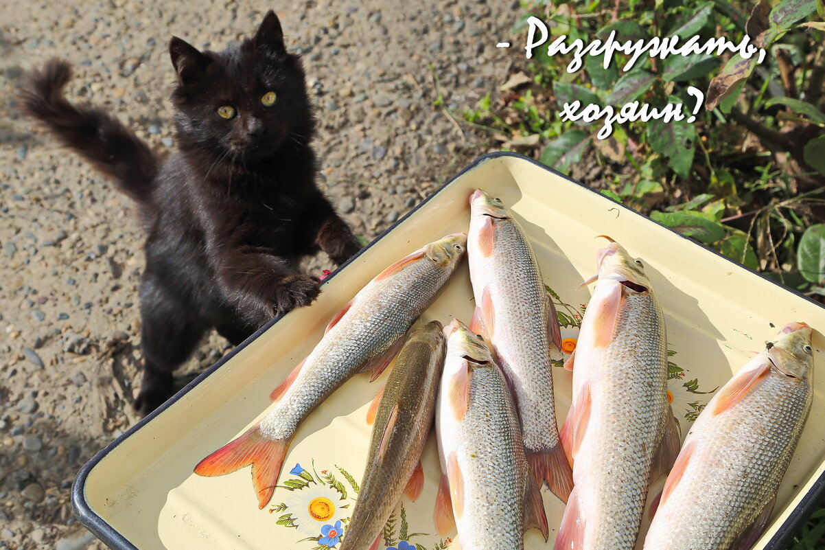 День рыбака - праздник для кота. - Пётр Четвериков