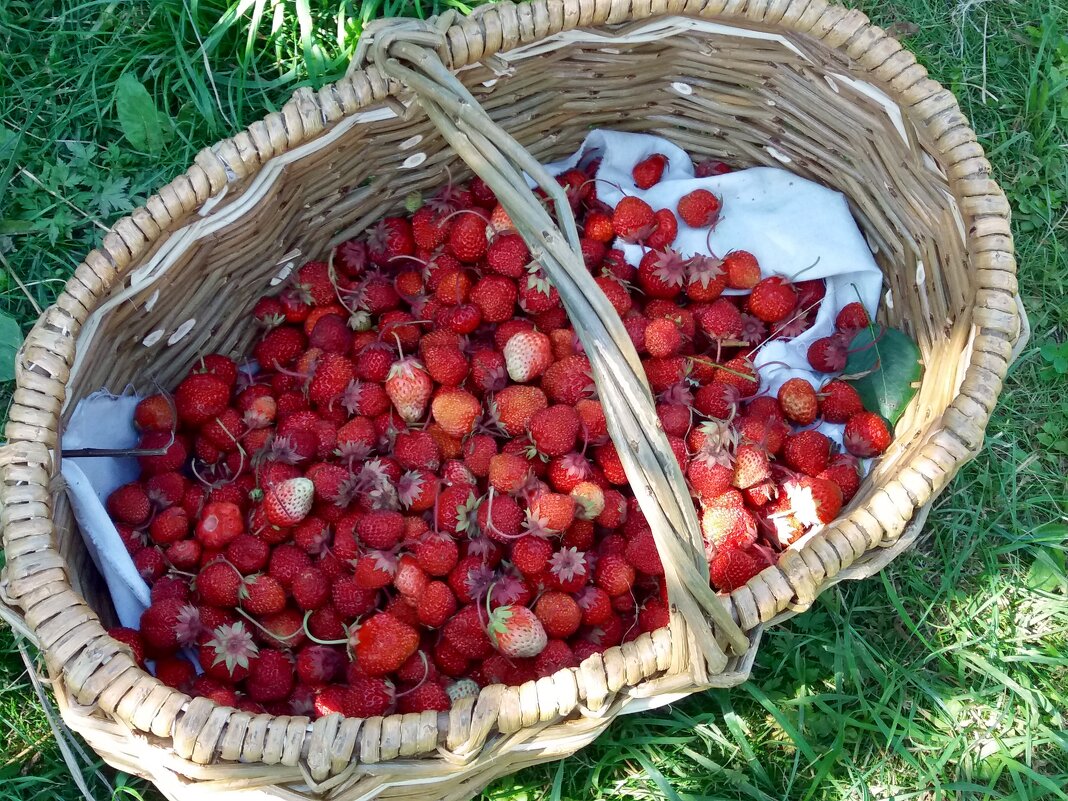 Последние ягоды самые вкусные ! - Galina Solovova