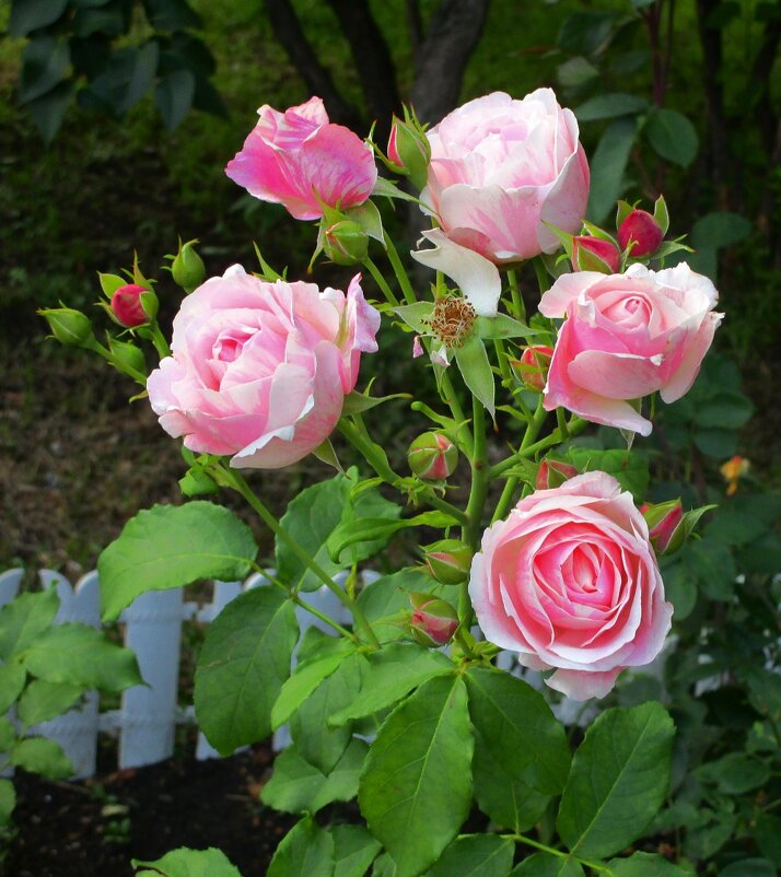 Розы нам даны природою, чтобы пахли и цвели - Ольга Довженко