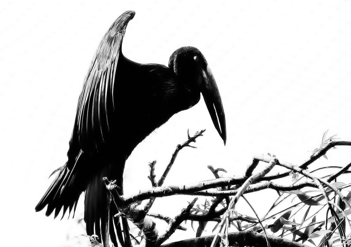 Чёрная птица - Alexander Andronik