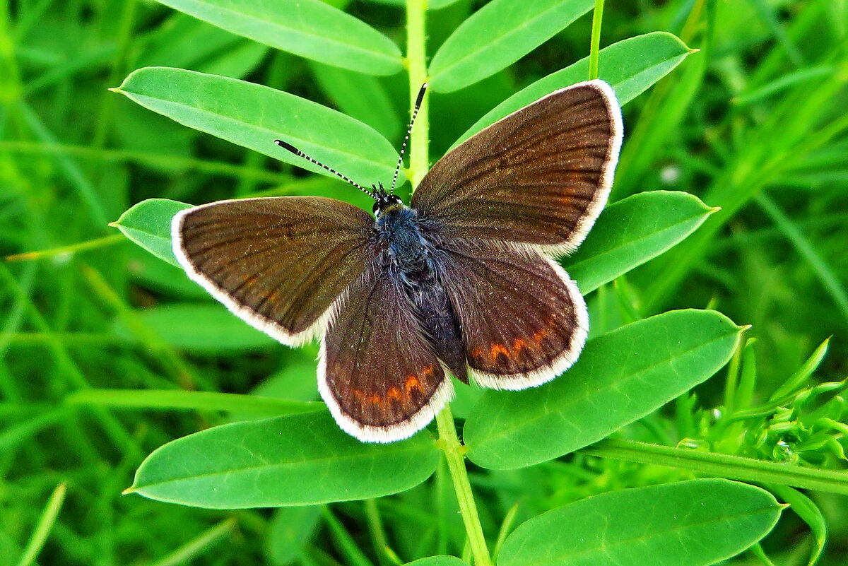 Синявець Аргус (Plebejus argus) — вид денних метеликів родини Синявцеві (Lycaenidae) - Ivan Vodonos