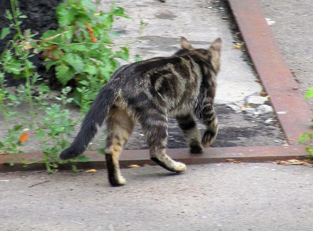 Кошка ,которая гуляет сама по себе. - Ольга Довженко