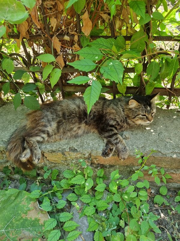 Послеполуденный отдых кота Муры :) - Наталья 