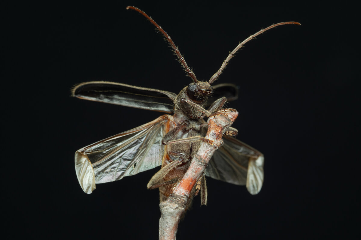 Усач бурый сосновый Arhopalus rusticus (Linnaeus, 1758) - Денис Ветренко