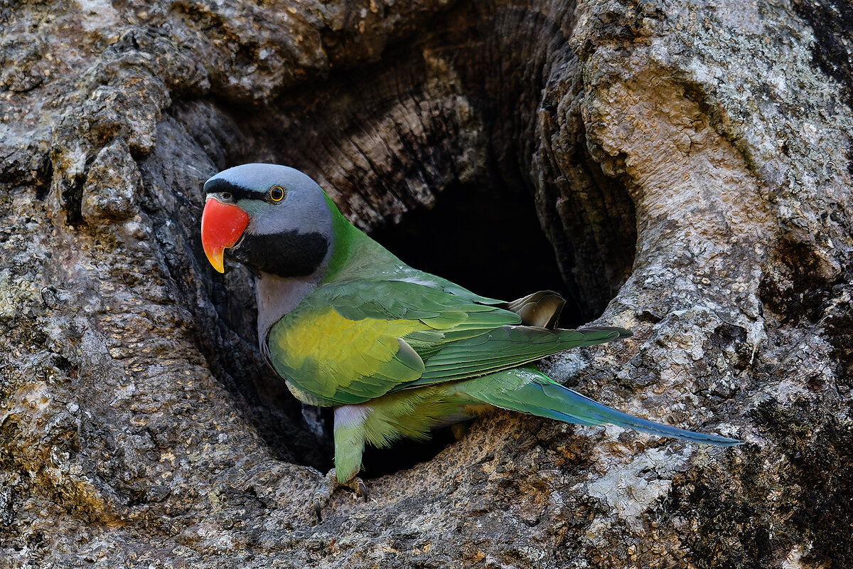 Derby&#39;s Parakeet - Yudong Liu