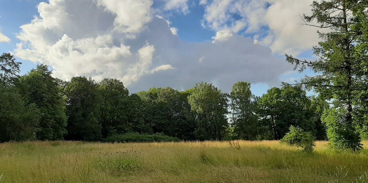 Царское Село. Июль - Наталья Герасимова