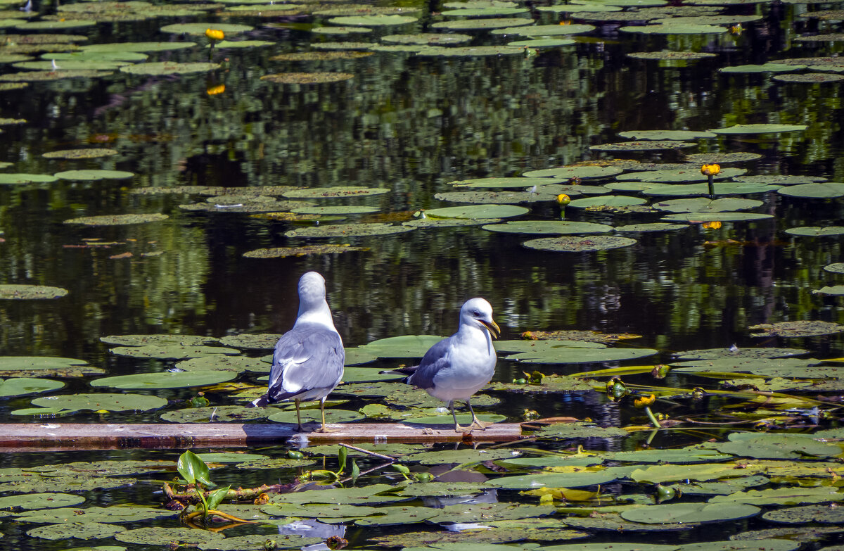 Чайки на озере - Сергей Цветков