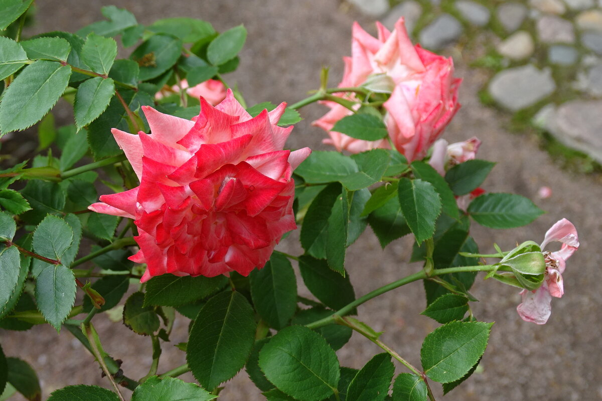 Розы из Летнего сада - прекрасного сада! - Anna-Sabina Anna-Sabina