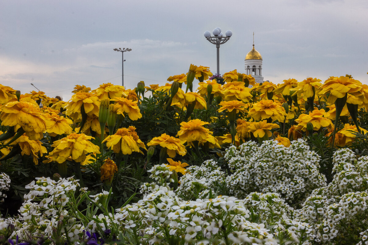 Городские цветы - Дмитрий Костоусов