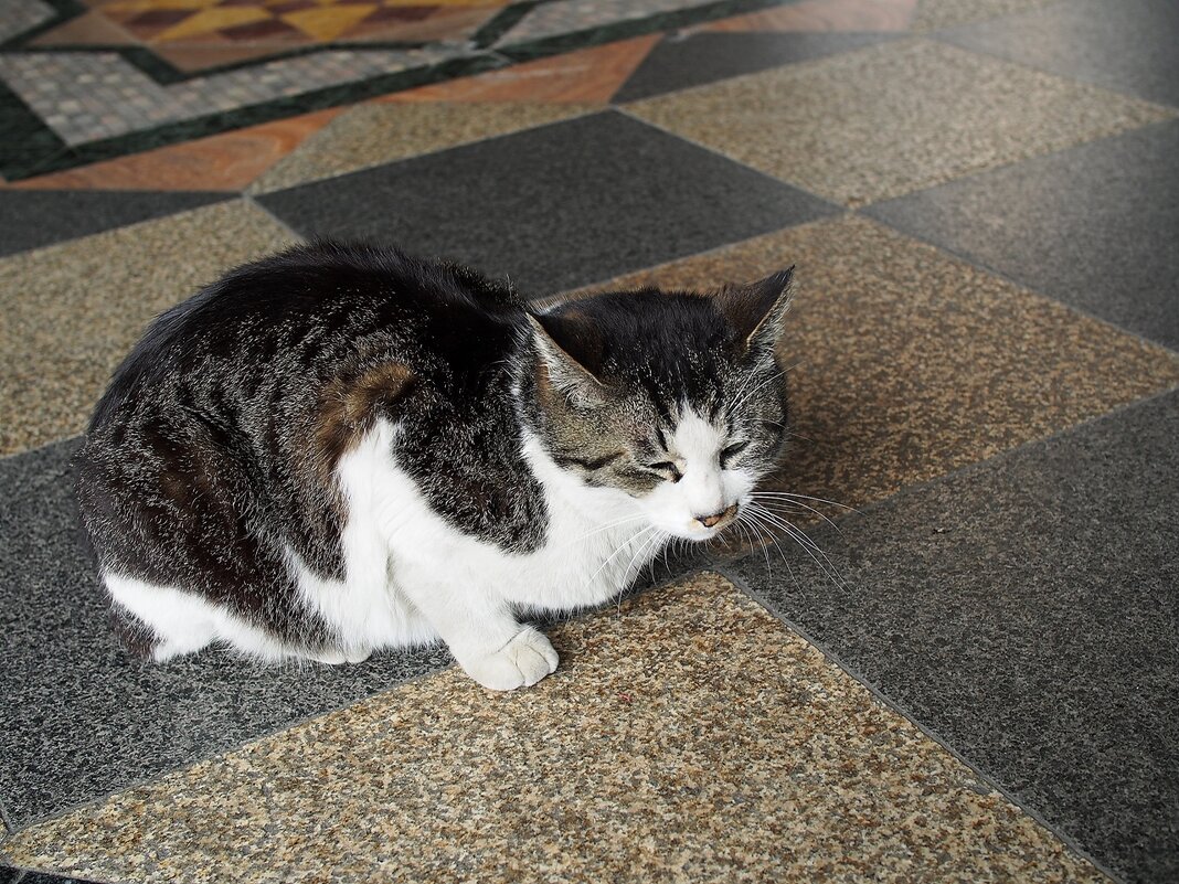 Бездомная,ухоженная кошка в Токио - wea *