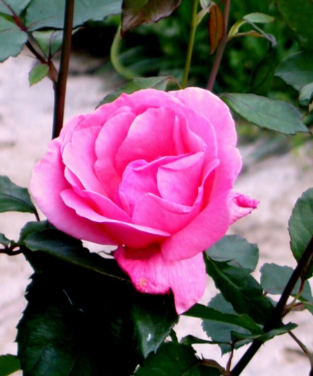 Розовые розы в саду... - ГЕНРИХ 