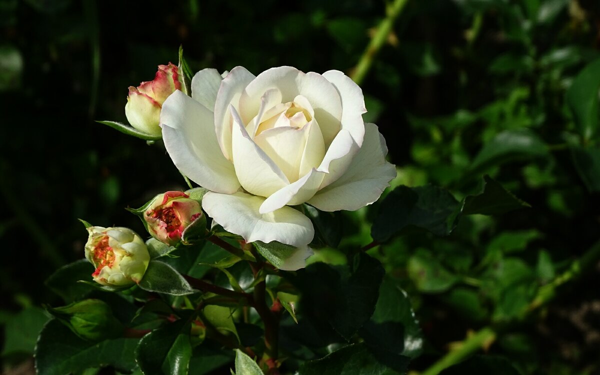 Белая красавица - роза. - Милешкин Владимир Алексеевич 