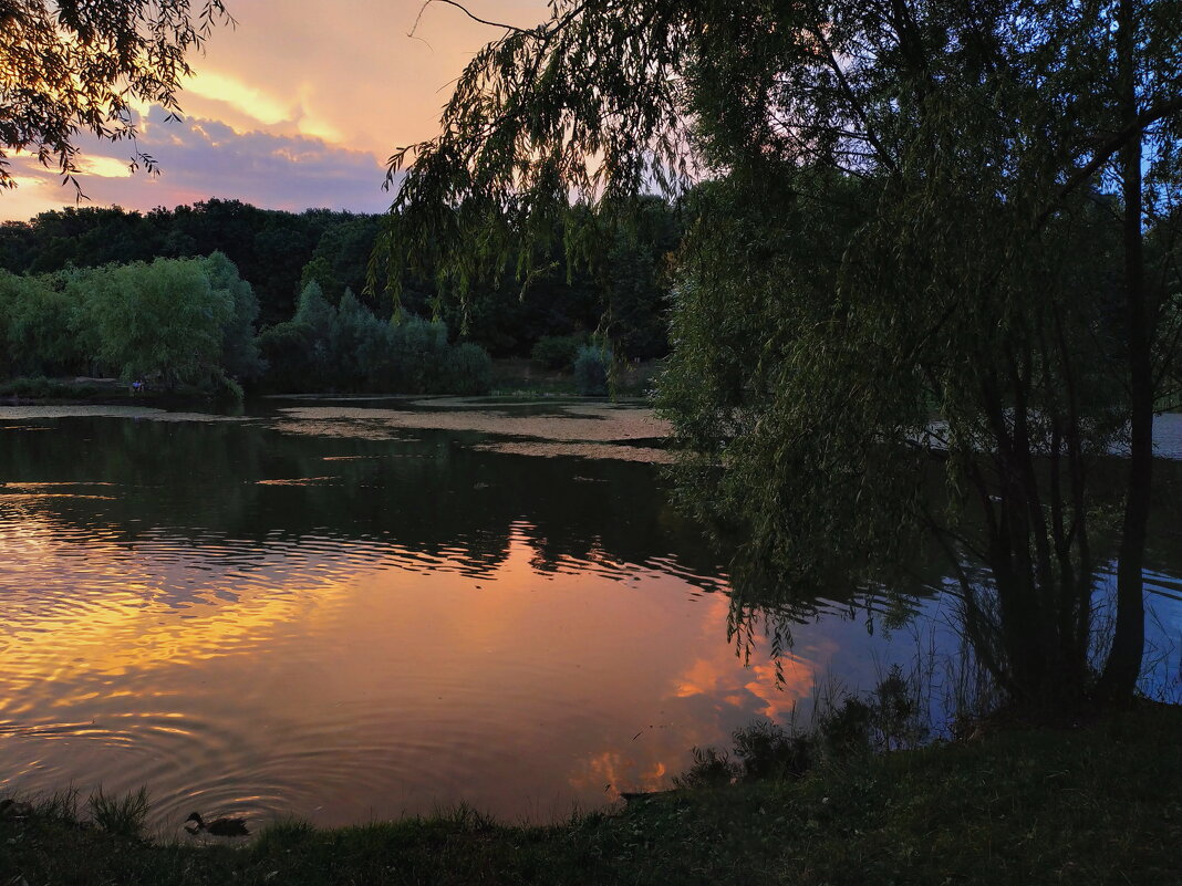 Вечер на пруду - Андрей Лукьянов