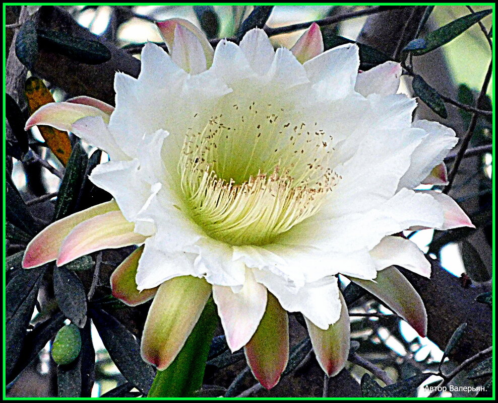 Цветок кактуса Цереус, - Валерьян Запорожченко