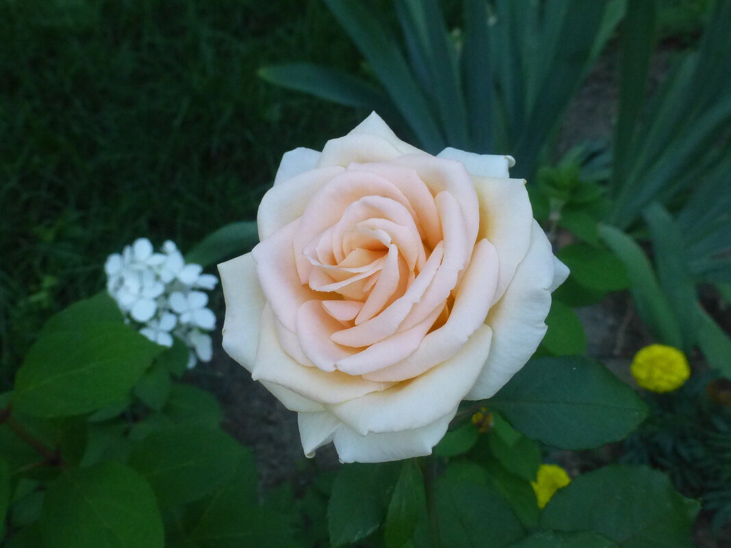 Нежная роза - Наиля 