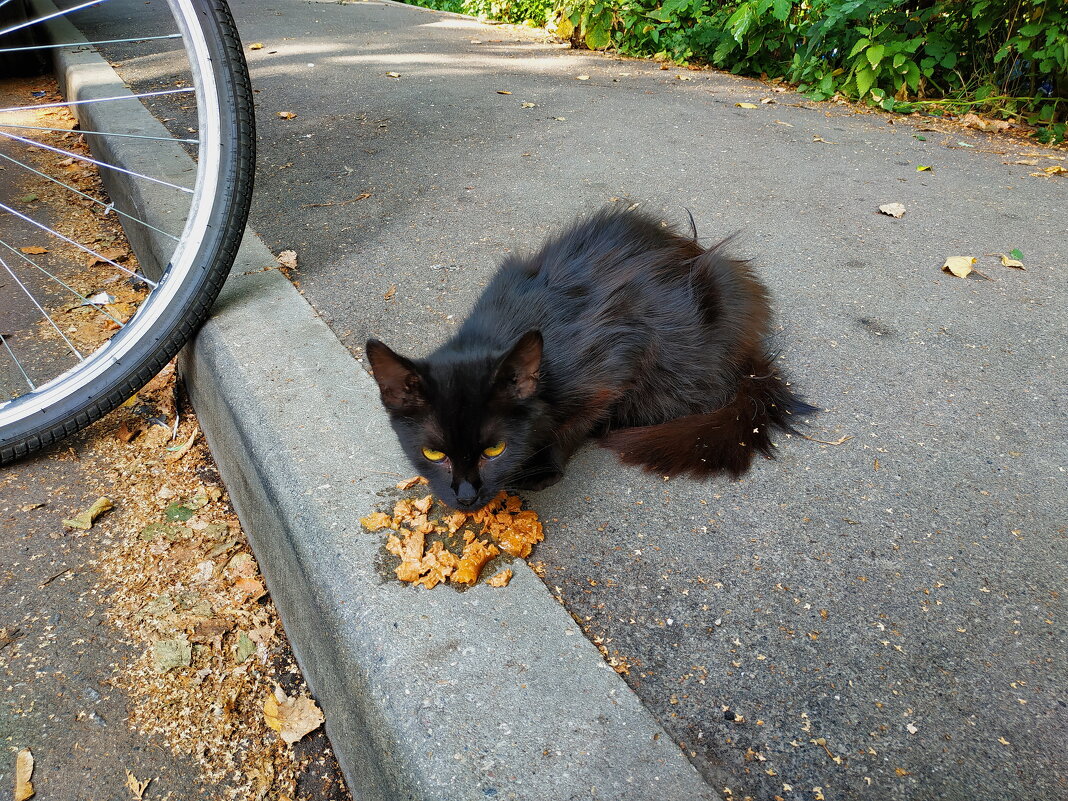 У фотографа-велосипедиста всегда найдется ЧТО поесть кошке - Андрей Лукьянов