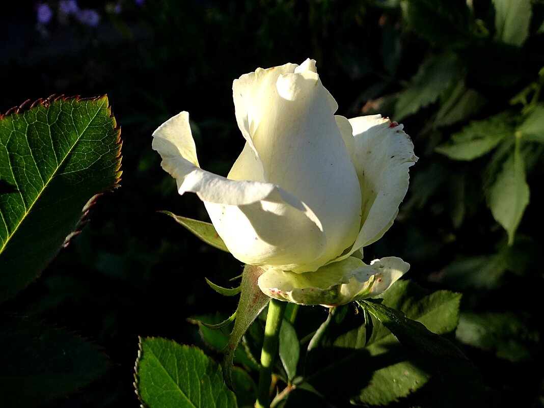 Белая роза - Антонина Гугаева
