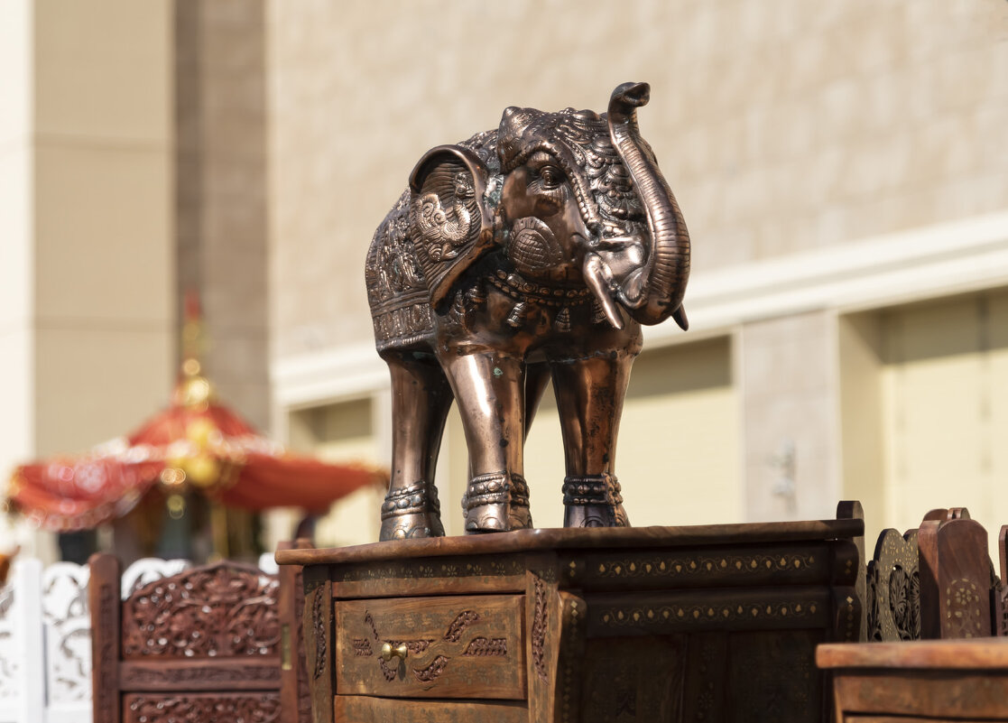 Индийский слон - Александр 