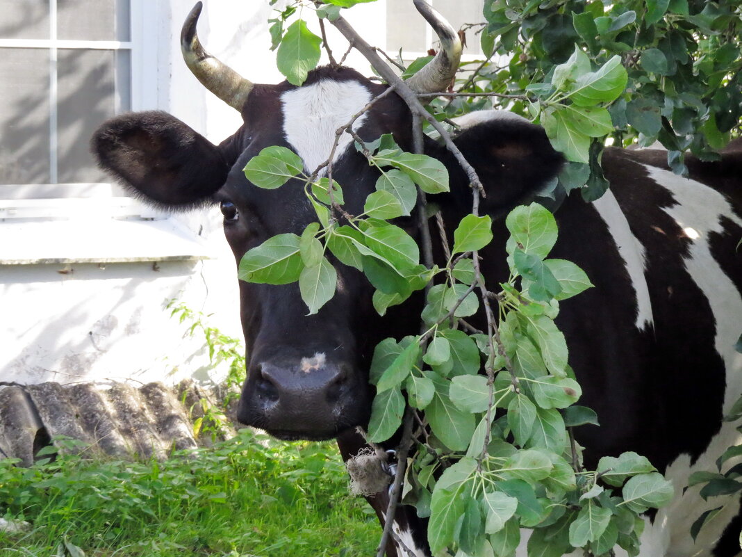 Корова в чужом саду - Валерий Судачок