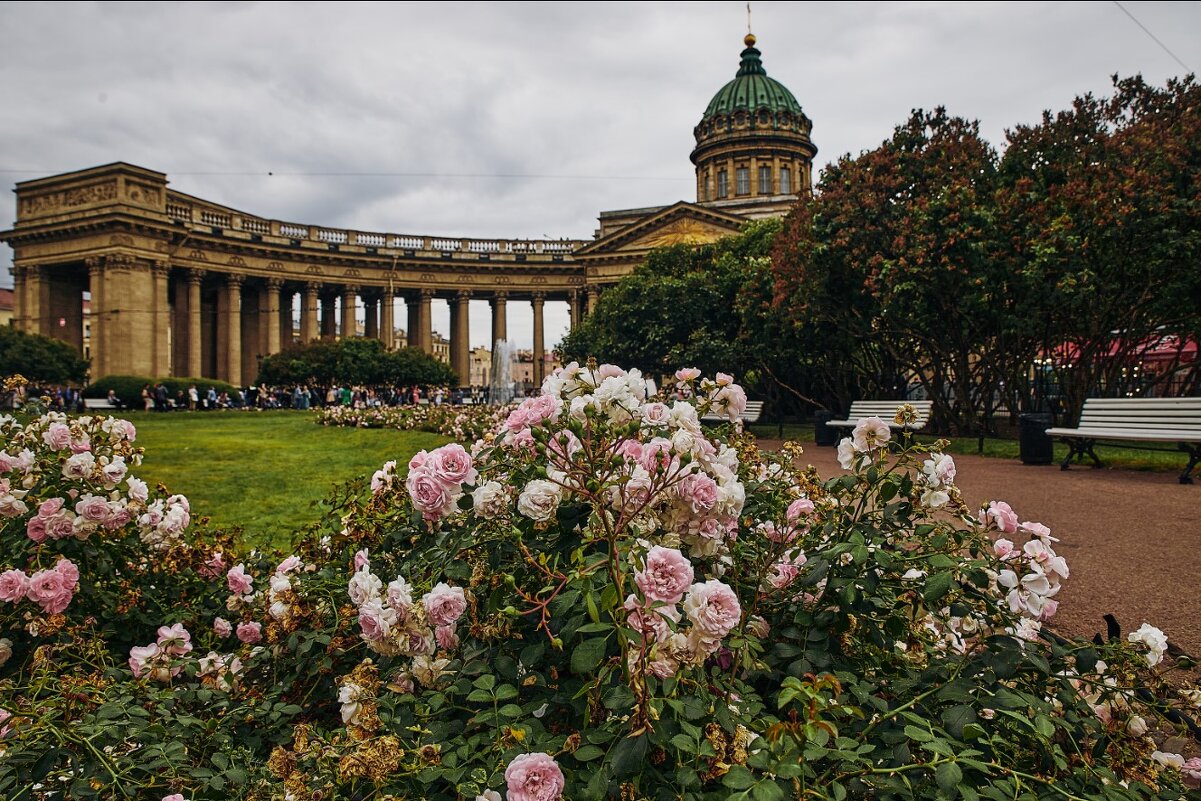Розы у Казанского собора - Геннадий Колосов