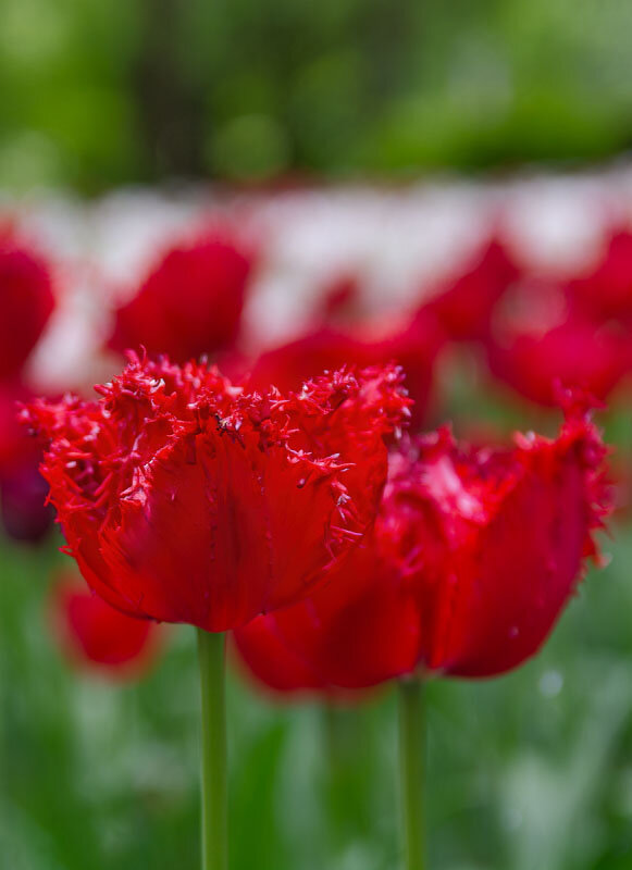 Красные махровые тюльпаны - Владимир Бодин