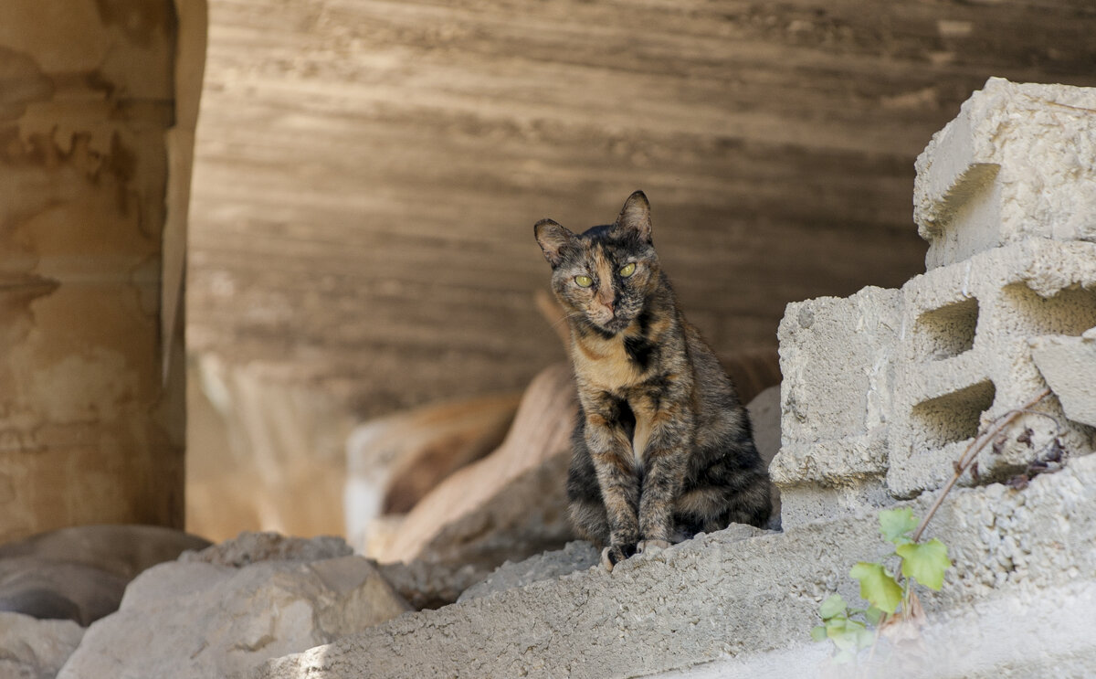 Пещерный кот - Alexander Amromin