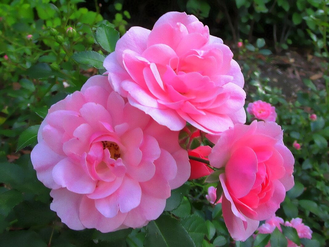 Розы – символ  мудрости и чистоты - Ольга Довженко