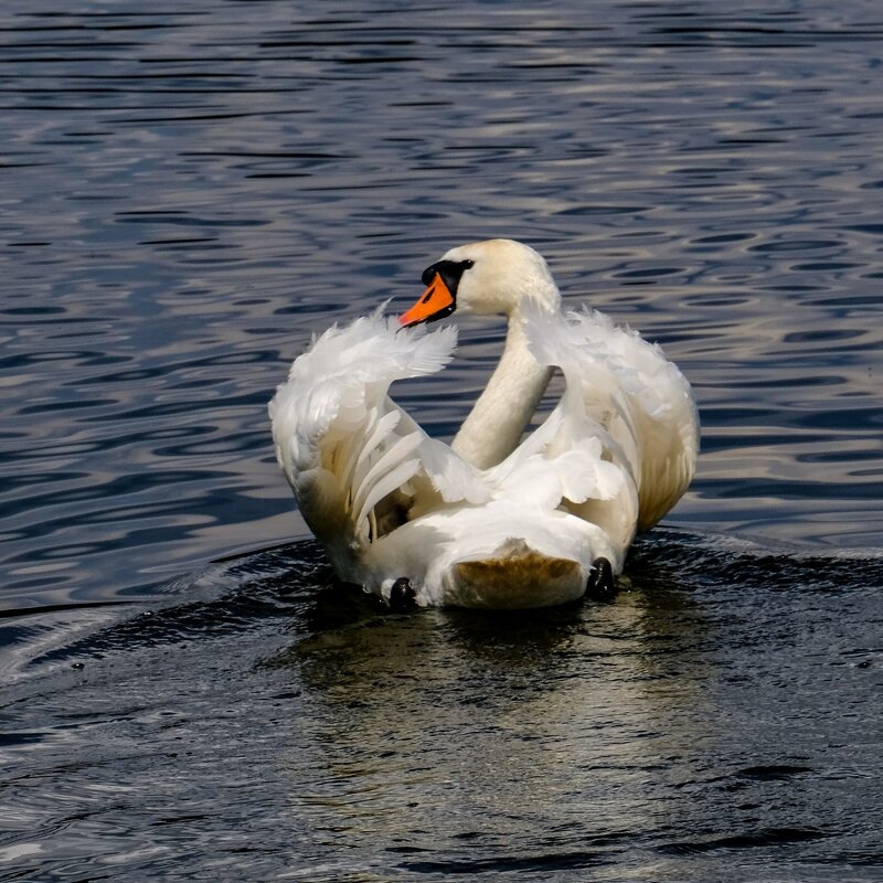 Лебедь плавает по Изборскому озеру - Георгий А