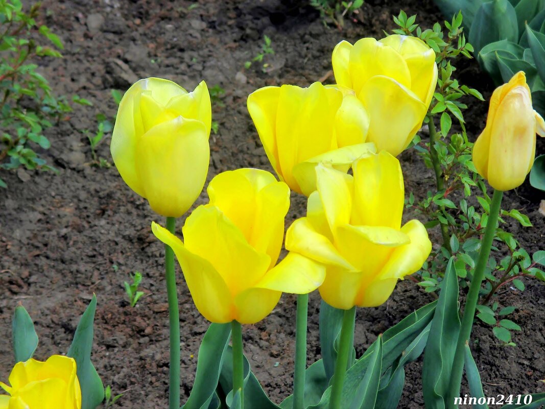 Жёлтые тюльпаны - Нина Бутко