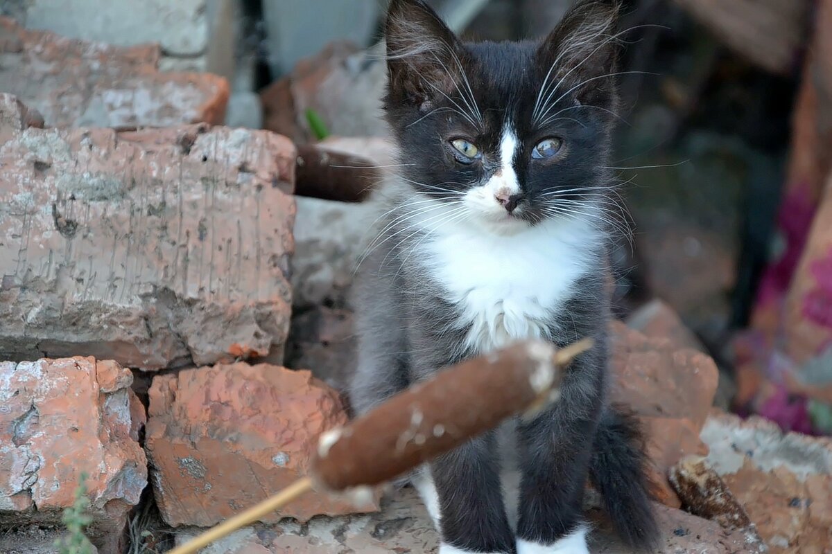 Котёнок который живет во дворе. - Михаил Столяров