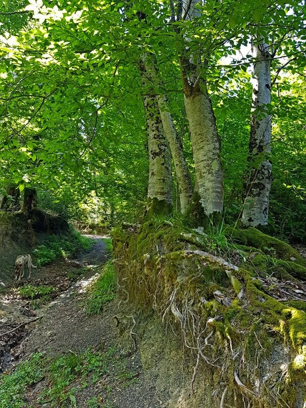 Прогулка в лесу - Tata Wolf