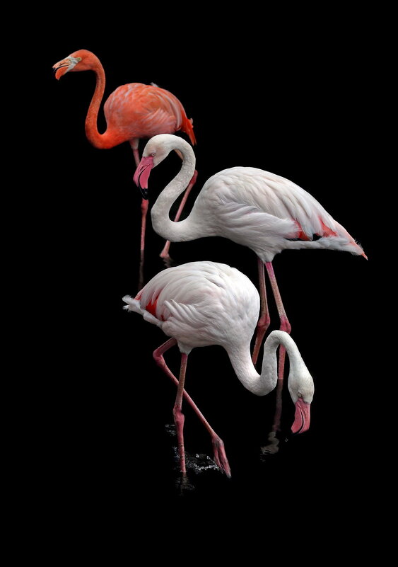 Фламинго   (60х90 на моей выставке) - Михаил Бибичков