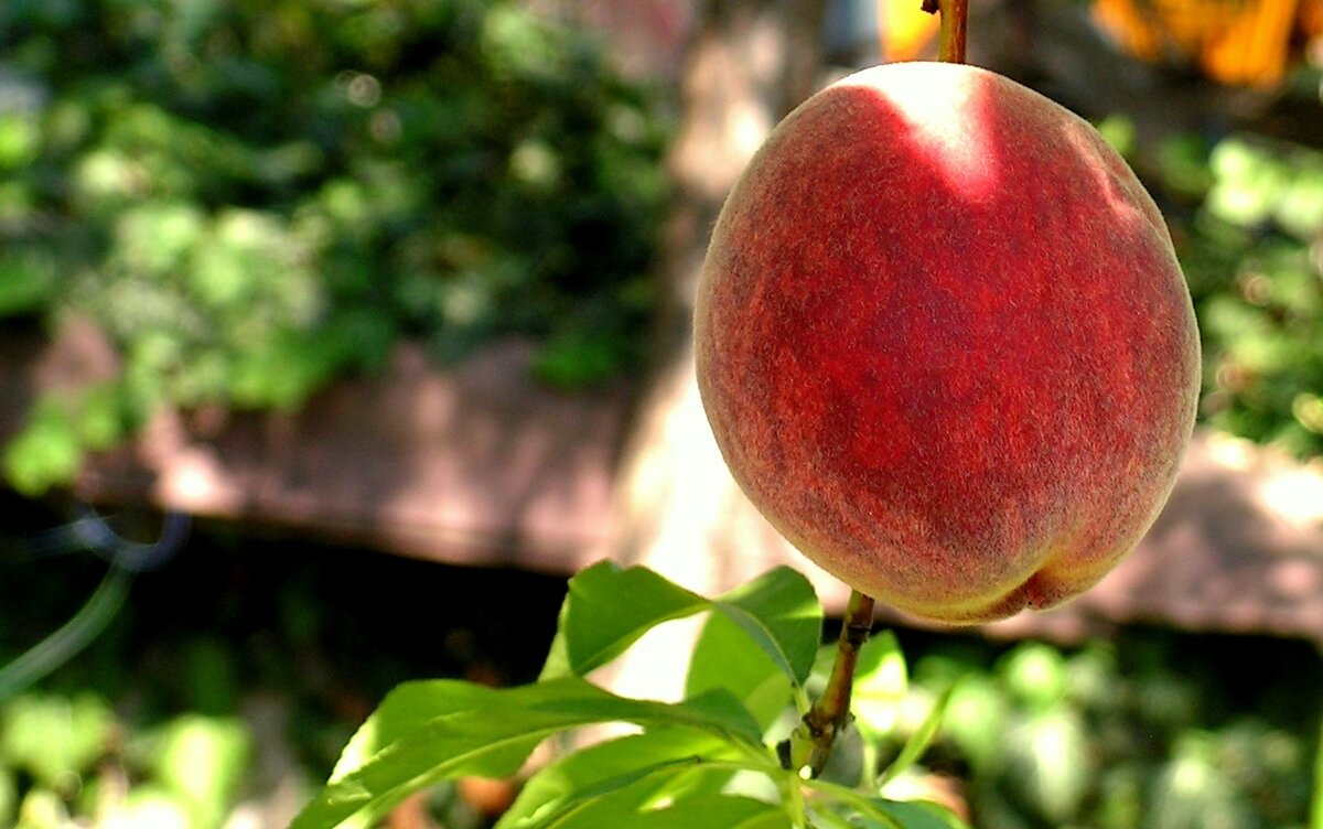 Персик в моём саду - Елена Даньшина