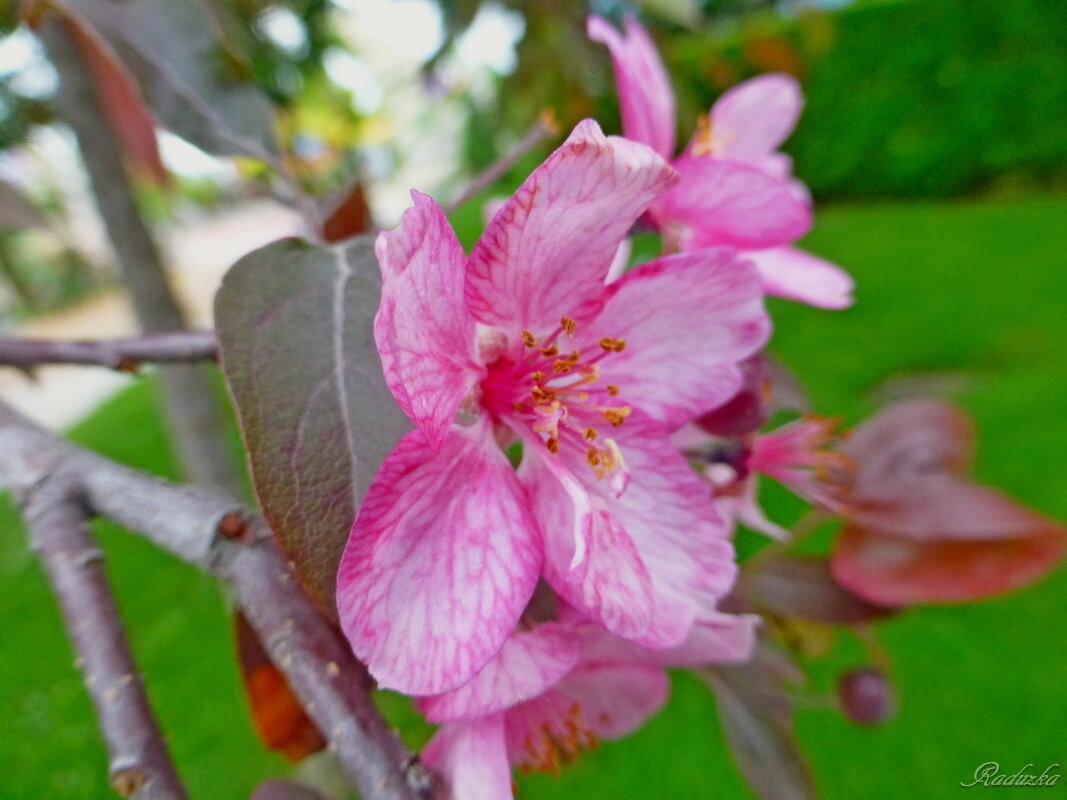 Розовые яблоневые цветочки - Raduzka (Надежда Веркина)