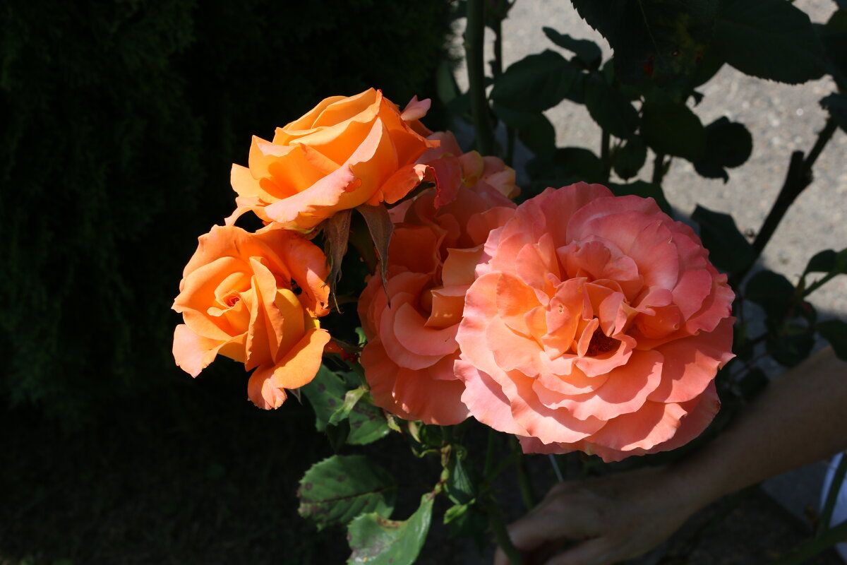 Пышные розы - Ольга 