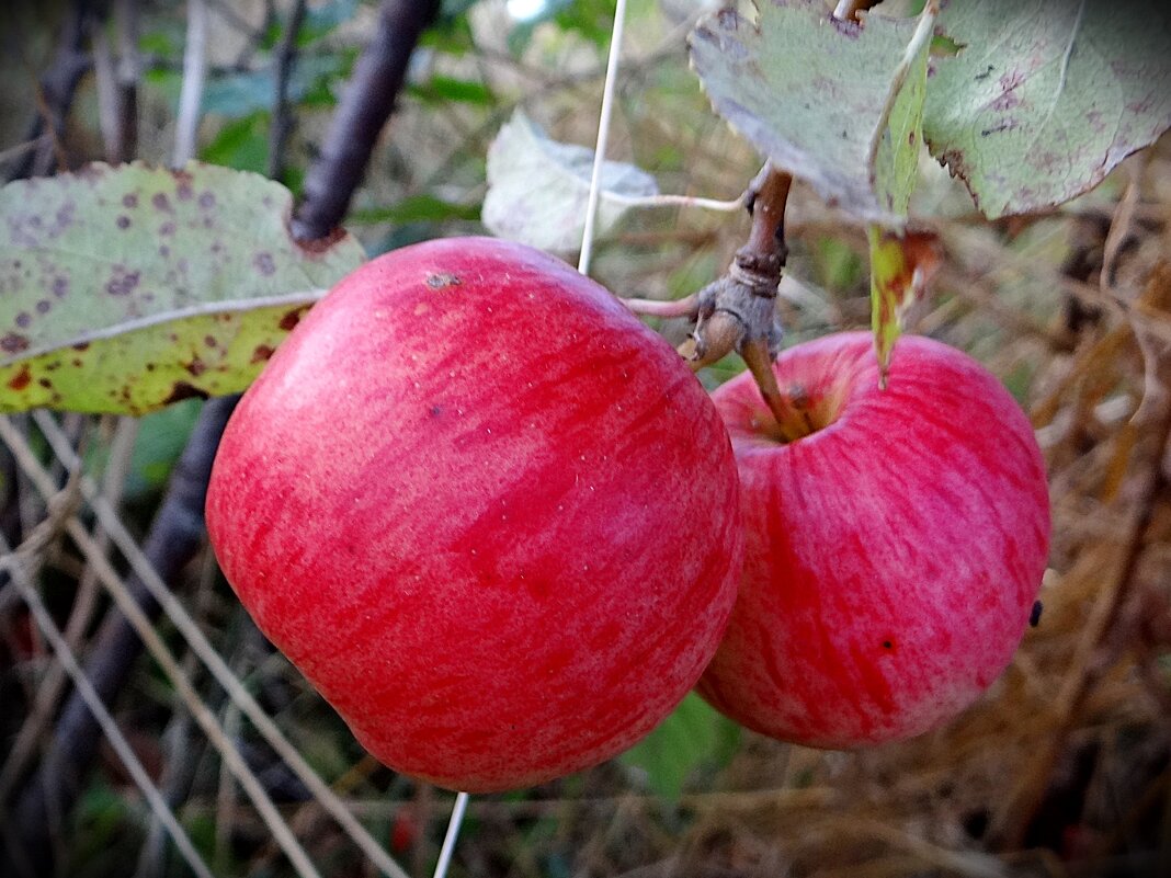 Зимние яблочки - Антонина Гугаева