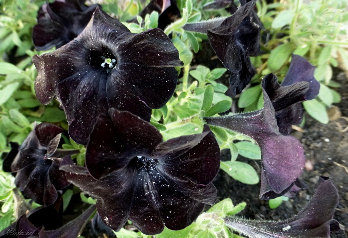 Черная петуния (Black petunias) - Raduzka (Надежда Веркина)