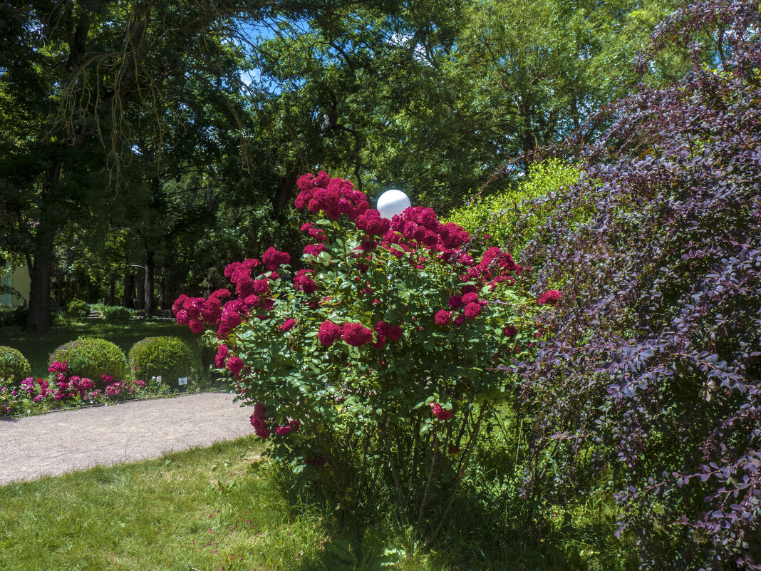Цветы  ботанического  сада - Валентин Семчишин