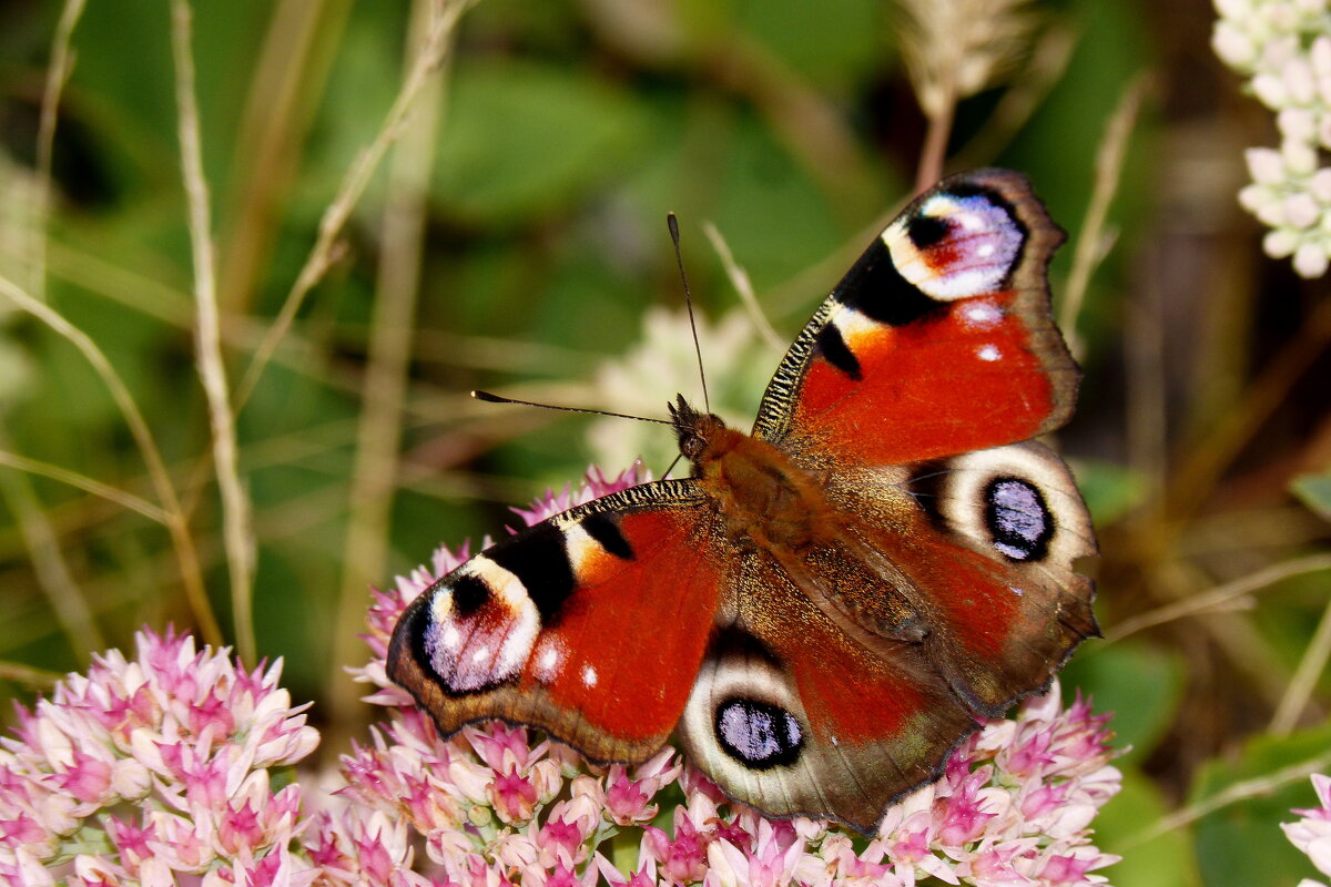 бабочки на осенних цветах 10 - Александр Прокудин