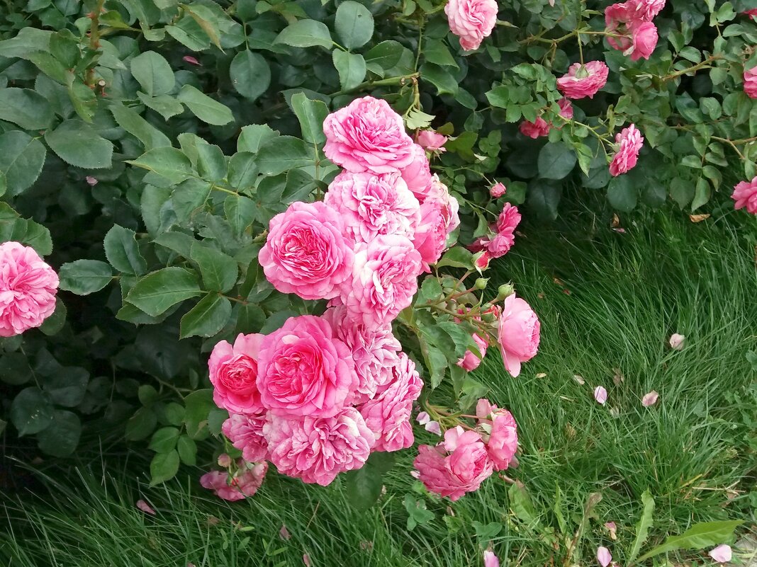 Осыпаются розы в саду - Galina Solovova